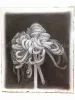 Fuco Ueda Original Drawing 1