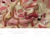 Mark Ryden Rosie's Tea Party print detail