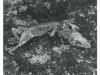 Nobuyoshi Araki Tokyo Novelle