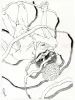 Shintaro Kago Black & White original 2
