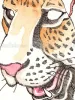 Shintaro Kago Tiger Octopus Original Artwork (detail)